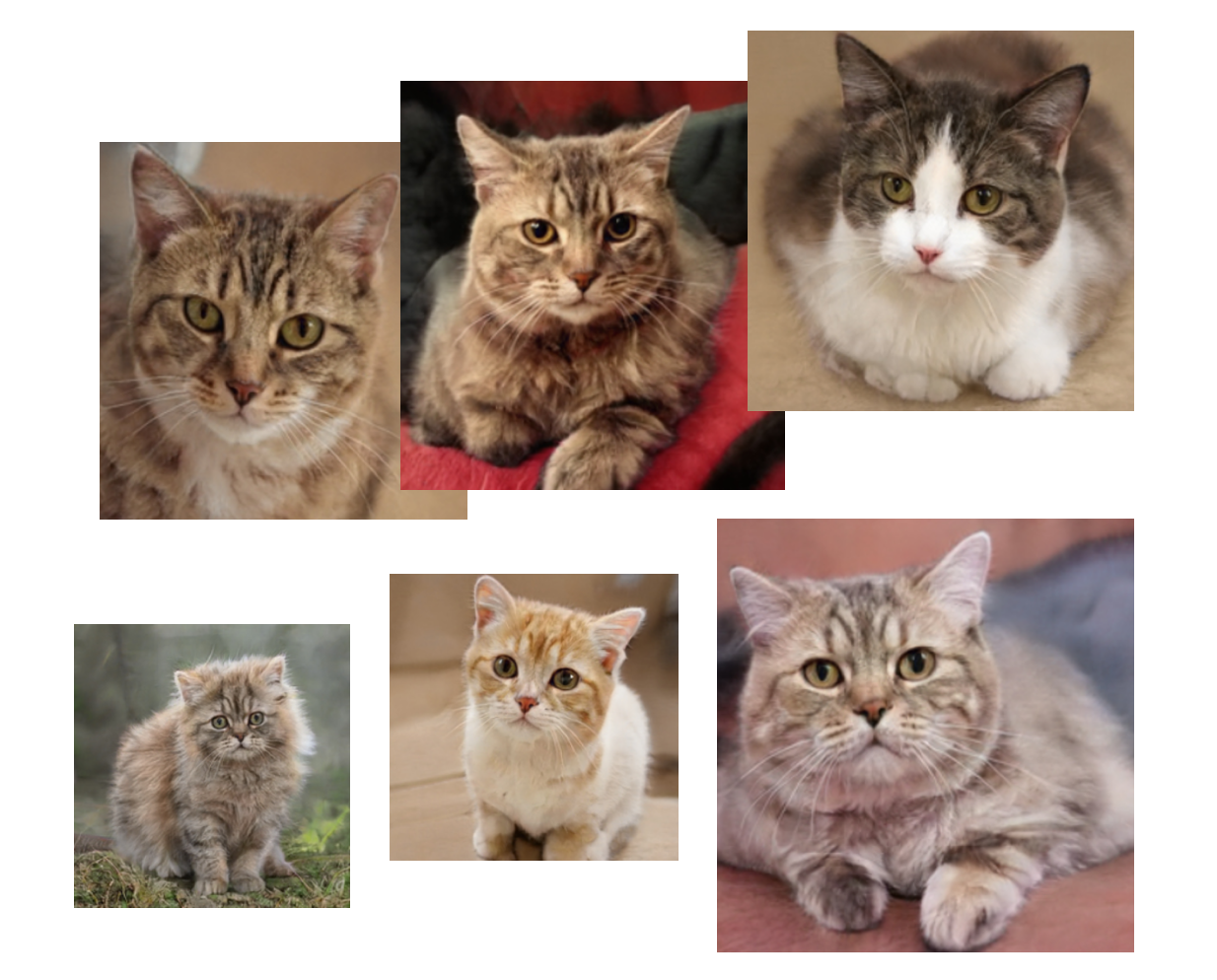 AI-generated cats